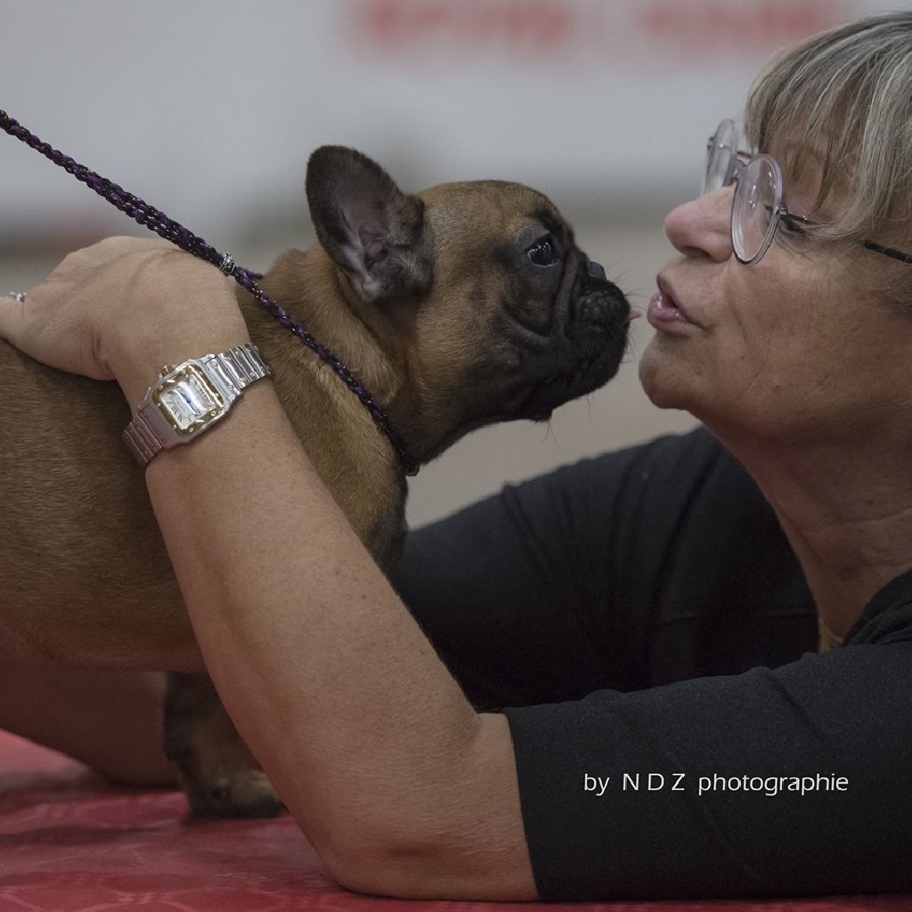 Star Des Molosses - spéciale de race perpignan