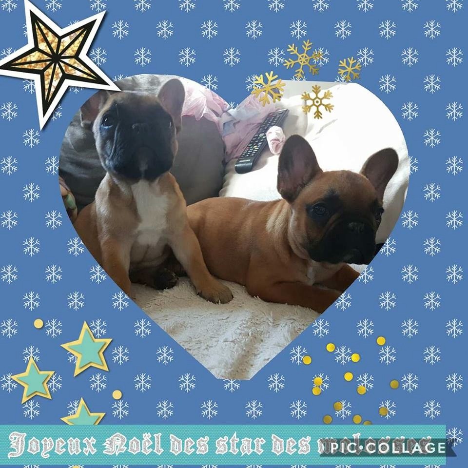 Star Des Molosses - bonne fête a tous
