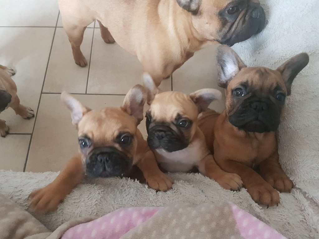 Star Des Molosses - Bouledogue français - Portée née le 09/11/2018